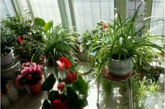 冬季如何养花不会死