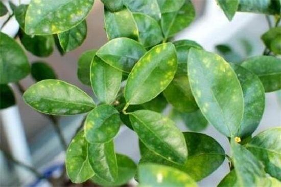 富贵椰子叶子发黄如何办