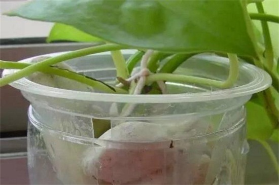 饮料瓶水培蔬菜办法