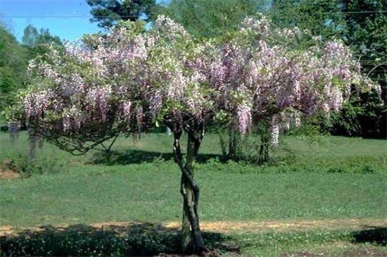 什么树长得快又遮阴,盘点10种夏日遮阴良好的植物