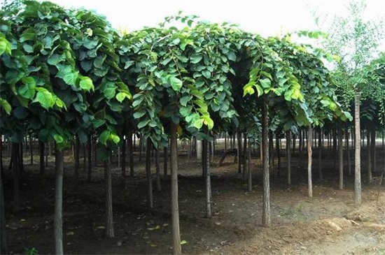 什么树长得快又遮阴,盘点10种夏日遮阴良好的植物