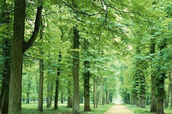 什么树长得快又遮阴,盘点10种夏日遮阴良好的植物