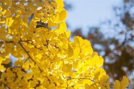什么树长得快又遮阴,盘点10种夏日遮阴良好的植物