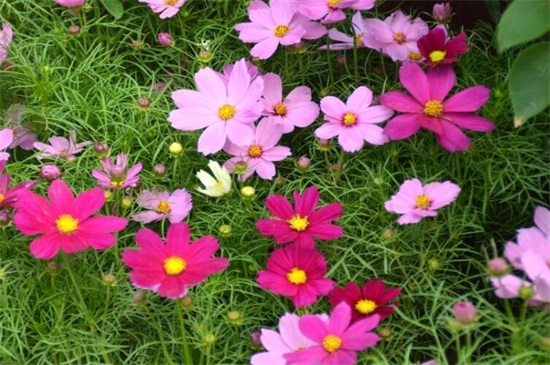 代表勇气和坚强的植物,盘点十种顽强生长的花朵