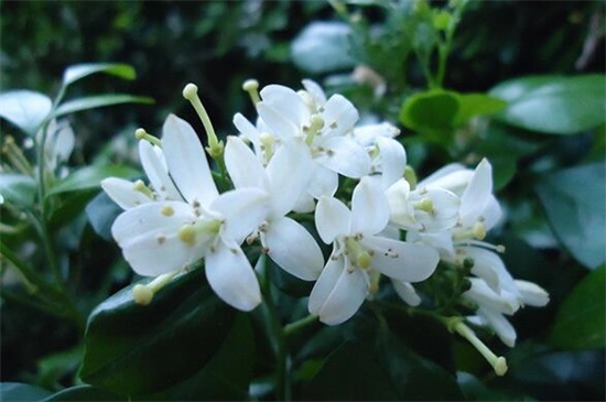 代表勇气和坚强的植物,盘点十种顽强生长的花朵