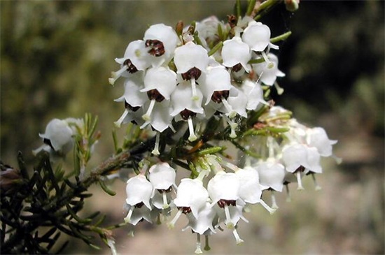 代表勇气和坚强的植物,盘点十种顽强生长的花朵