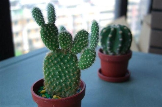 代表勇气和坚强的植物,盘点十种顽强生长的花朵