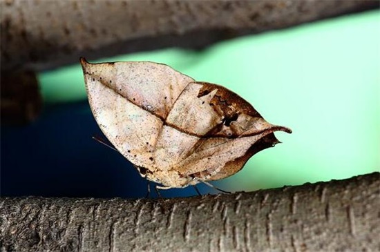 枯叶蝶对于女孩的寓意，女子青春逝去和缅怀风光岁月