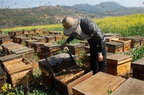具体了解2018养蜂新政策，5个要点加强扶植养蜂行业