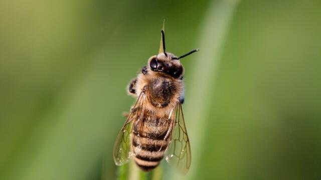 驱赶蜜蜂的最佳办法