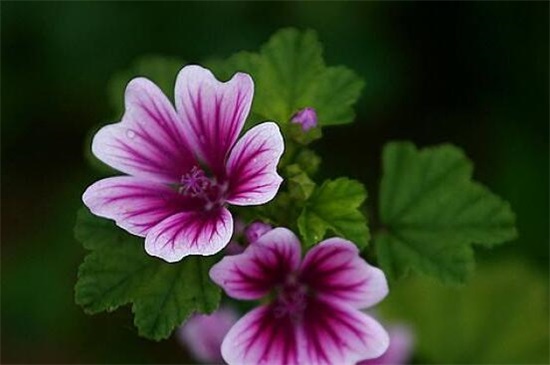 紫色分为哪几种紫,10种紫色花朵教你分辨深浅紫色