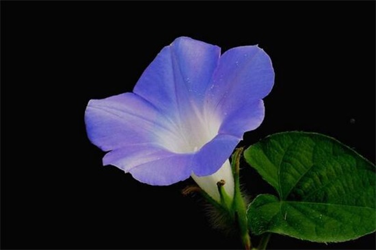 紫色分为哪几种紫,10种紫色花朵教你分辨深浅紫色