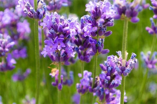 哪一种开淡紫色小花的植物好看,最好看的10种紫色小花