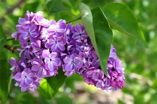 哪一种开淡紫色小花的植物好看,最好看的10种紫色小花