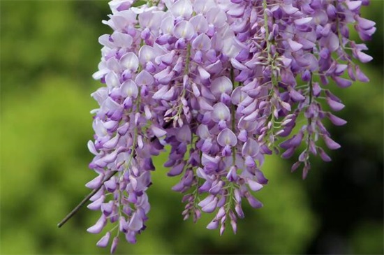 哪一种开淡紫色小花的植物好看,最好看的10种紫色小花