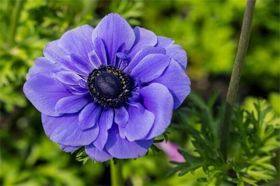 哪一种开淡紫色小花的植物好看,最好看的10种紫色小花