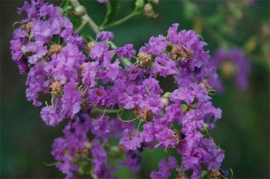 哪一种开淡紫色小花的植物好看,最好看的10种紫色小花