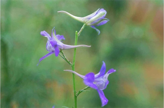 哪一种开淡紫色小花的植物好看，最好看的10种紫色小花