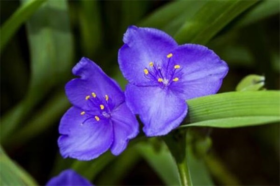 哪一种开淡紫色小花的植物好看,最好看的10种紫色小花