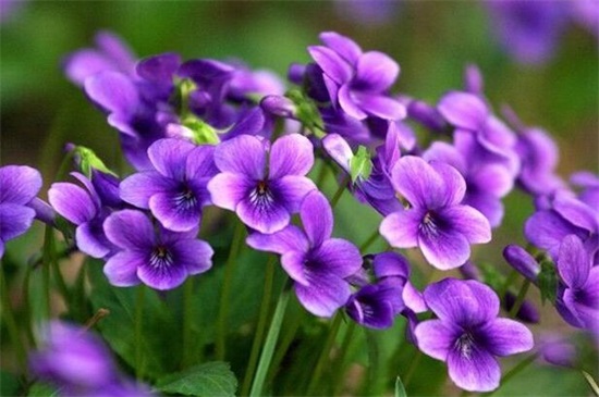 哪一种开淡紫色小花的植物好看，最好看的10种紫色小花