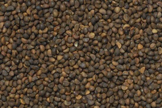 空心菜如何种植，详解空心菜的种植办法