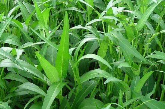 空心菜如何种植，详解空心菜的种植办法