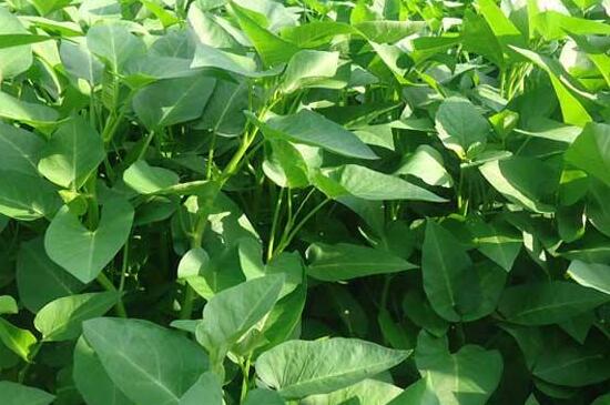 空心菜如何种植，详解空心菜的种植办法