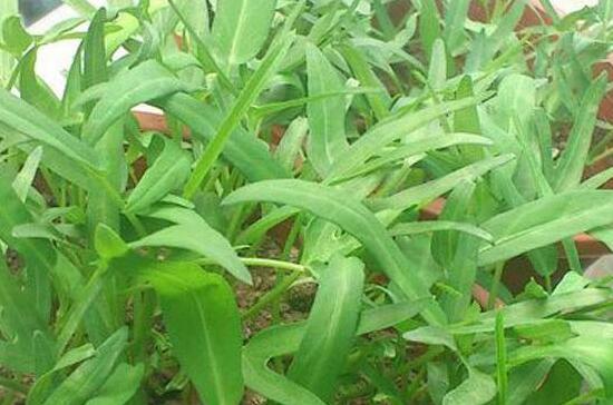 空心菜如何种植，详解空心菜的种植办法