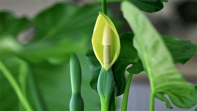 养的花叶子发黄如何办