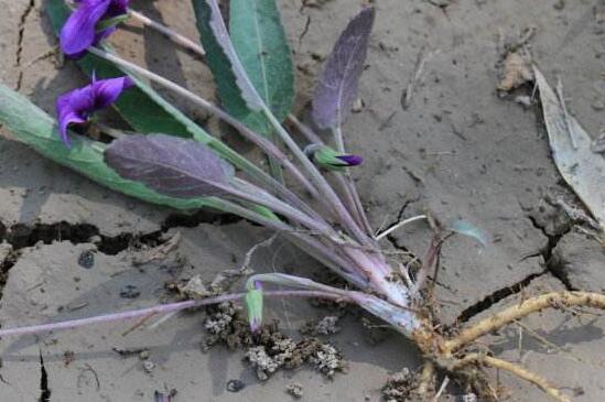 紫花堇菜和细距堇菜的区别，叶子和花暴露了两者的不同