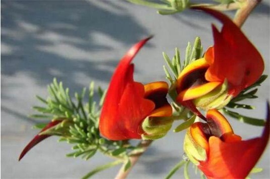 12世界上最稀有的花，这12种花濒临灭绝十分少见