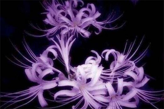 世界上最妖娆最毒的花，盘点十大妖娆美丽的毒花