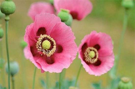 世界上最妖娆最毒的花，盘点十大妖娆美丽的毒花