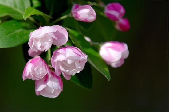 罕见好听的花名及花语，盘点十种绝美名字的花儿