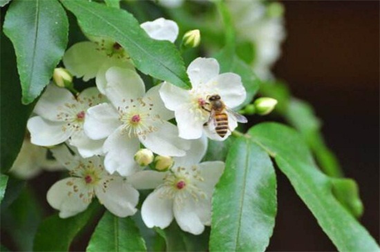 世界十大凄美之花,双生花寓意悲凉残酷的爱情