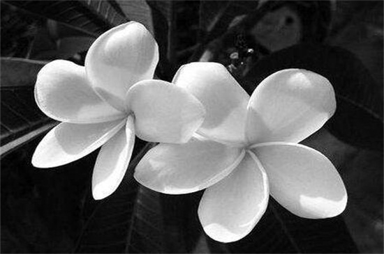 世界十大凄美之花,双生花寓意悲凉残酷的爱情