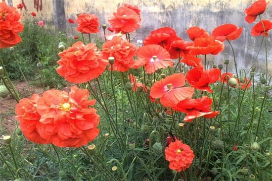 世界十大凄美之花,双生花寓意悲凉残酷的爱情