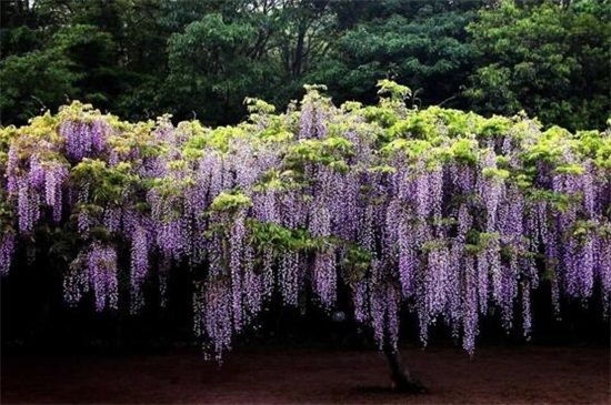世界十大凄美之花,双生花寓意悲凉残酷的爱情