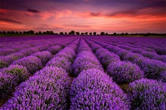 世界十大凄美之花,双生花寓意悲凉残酷的爱情