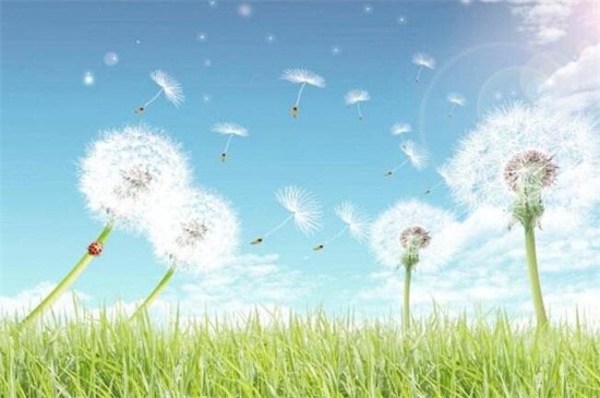 世界十大凄美之花,双生花寓意悲凉残酷的爱情