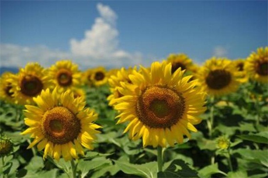 世界十大凄美之花,双生花寓意悲凉残酷的爱情