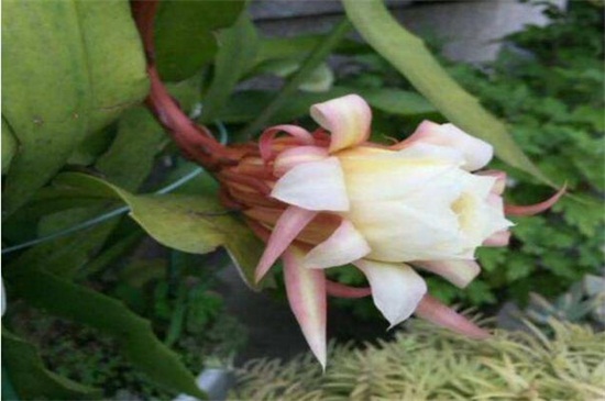 世界十大凄美之花,双生花寓意悲凉残酷的爱情