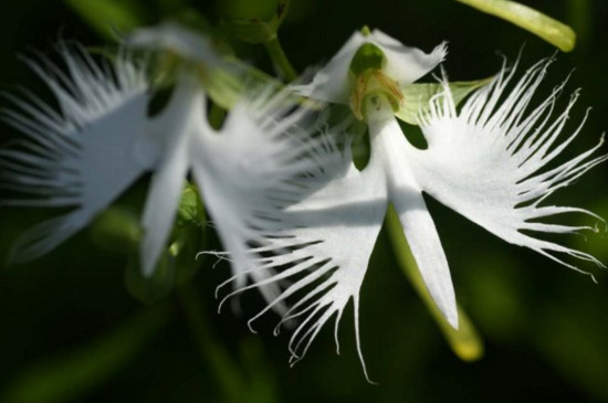 世界上最奇特的花花语，十大奇特罕见花卉的花语意义