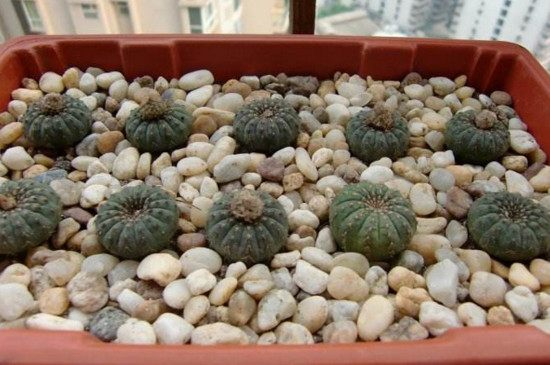 士童如何播种，掌握四个步骤播种发芽只需一周