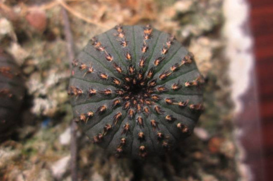 士童如何播种，掌握四个步骤播种发芽只需一周