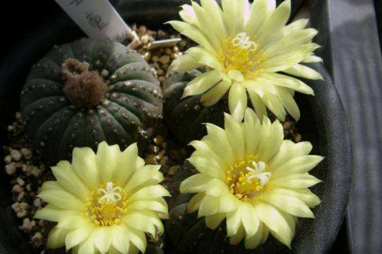 士童如何播种，掌握四个步骤播种发芽只需一周