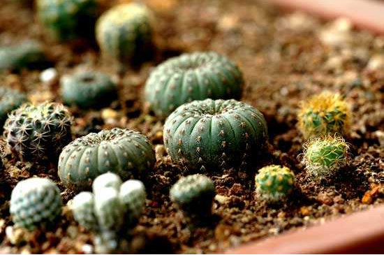 士童如何播种，掌握四个步骤播种发芽只需一周