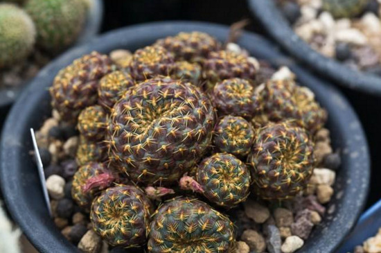 士童如何播种，掌握四个步骤播种发芽只需一周