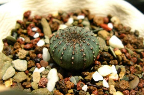 士童如何播种，掌握四个步骤播种发芽只需一周