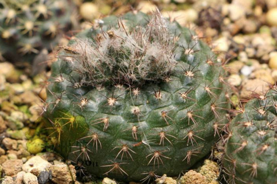 士童如何播种，掌握四个步骤播种发芽只需一周